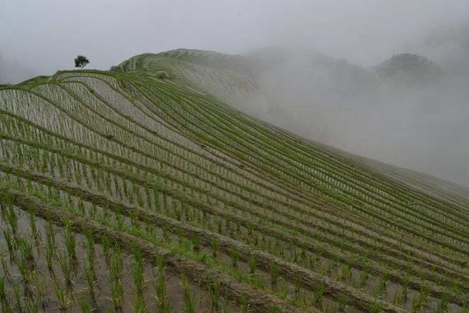 Longji rice fields
