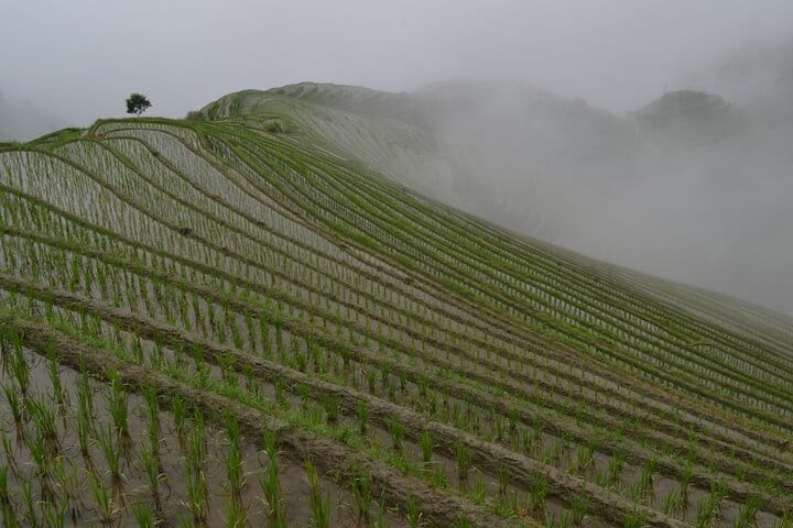 Longji rice fields
