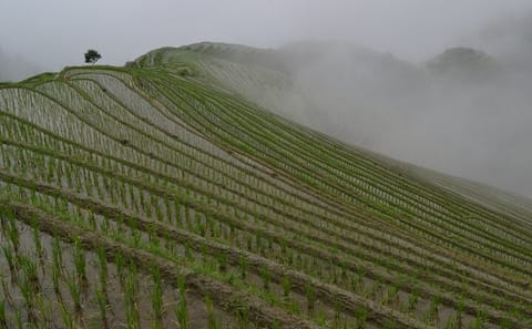Longji Rice Terraces Tour with Scenic Ropeway in Guilin