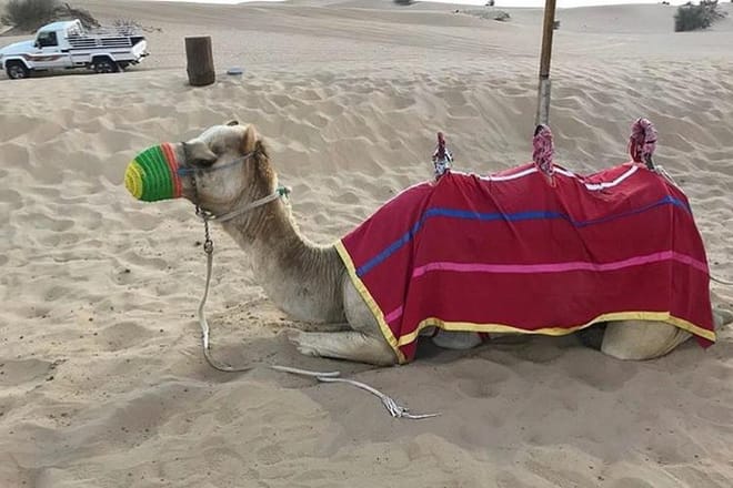 Charming Scenic Dune Safari ! Desert Safari with BBQ Dinner & Camp Activities.  4