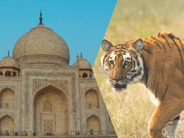 Delhi Agra Jaipur Golden Triangle Multiday Trip with Safari