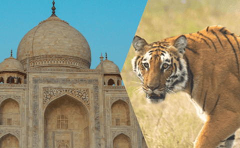 Delhi Agra Jaipur Golden Triangle Multiday Trip with Safari