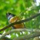 orenge bellie Trogon Monteverde Cloud Forest tour