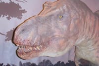 A Day at the Museum - Natural History Museum London 5