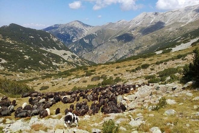 Disappearing Bulgarian Breeds of Pets and Tasting Organic Products in North Pirin