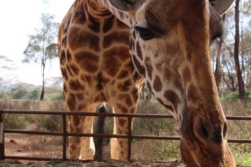 Private Full-Day Tour of Giraffe Center and Elephant Orphanage in Nairobi