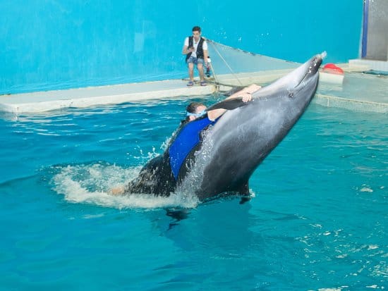 Dubai : The Dubai Dolphinarium Experience Splash into Fun!