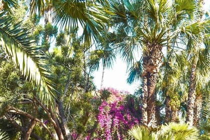 Majorelle,St Laurent & Berber Museum Exciting Tour & Tickets