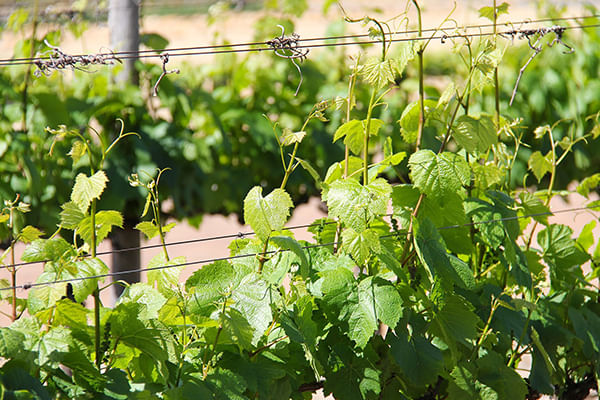 Stellenbosch winelands tour. Cape Town. Guided