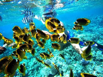 Snorkeling Adventure in Marsa Alam's Vibrant Waters