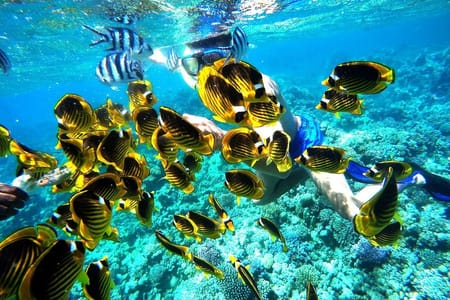 Marsa Mubarak Snorkeling Trip