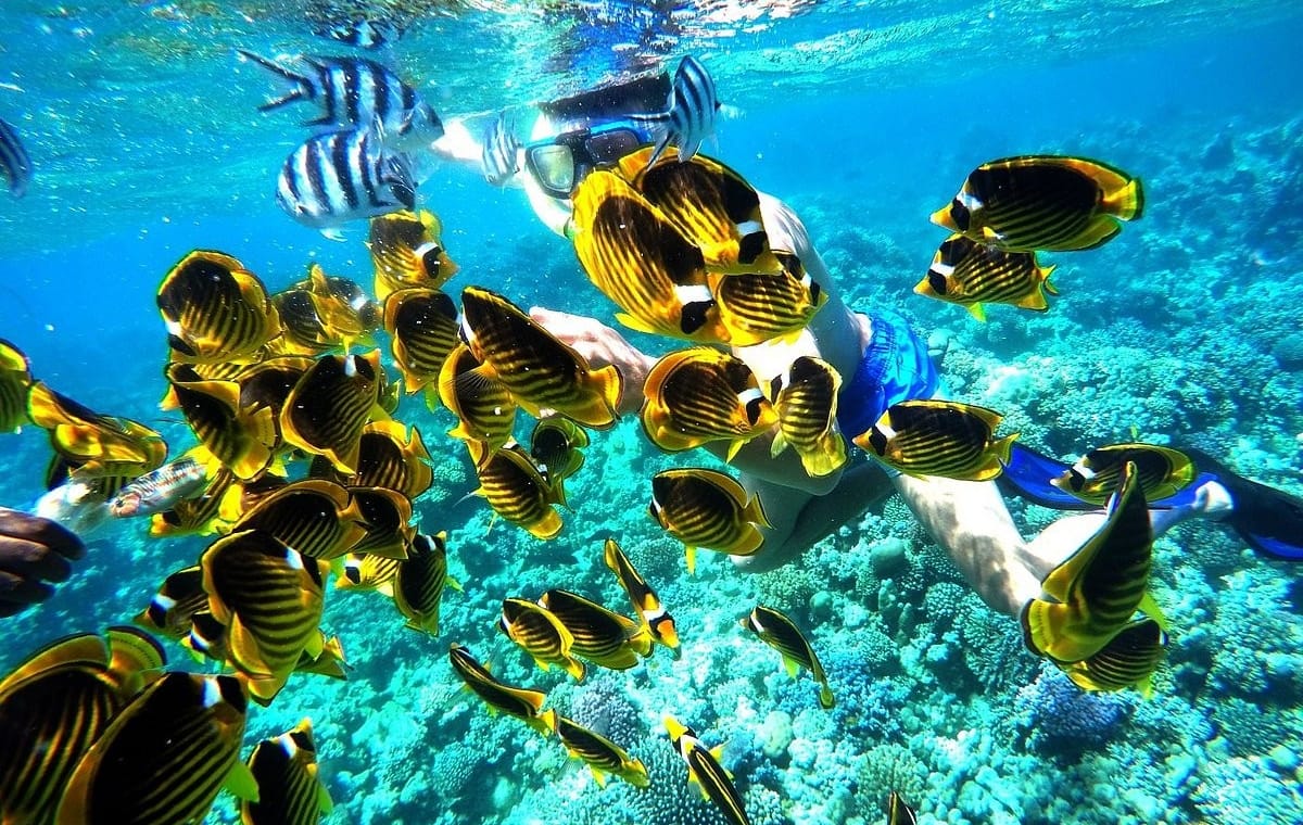 Marsa Mubarak Snorkeling Trip