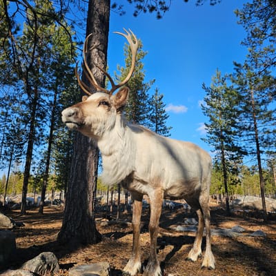 Visit a Real Reindeer Farm - Image 20