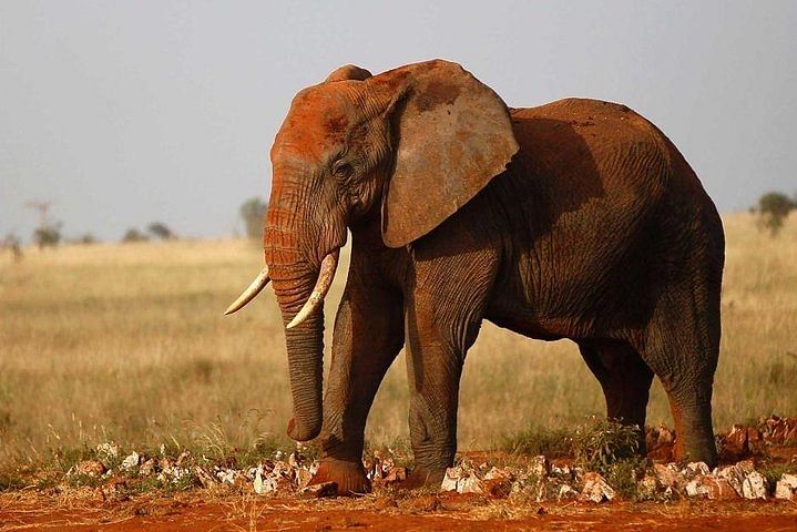 Private Wildlife Safari in Amboseli & Tsavo: Explore Elephants & More