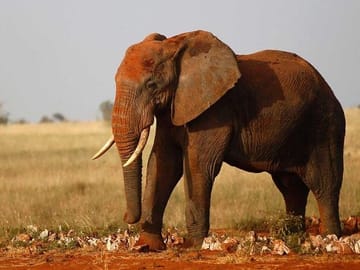 Private 4-Day Wildlife Safari in Amboseli and Tsavo, Kenya