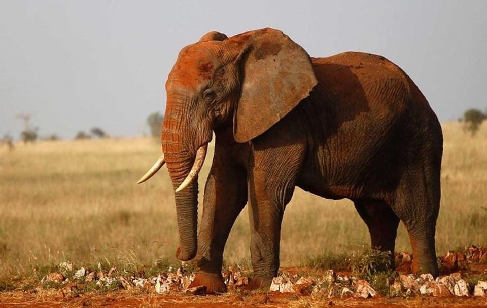 Private 4-Day Wildlife Safari in Amboseli and Tsavo, Kenya