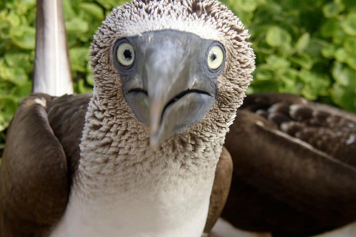 Visit to Spanish Island (San Cristobal)