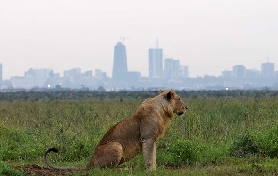 Layover Tour To Nairobi Park and Giraffe center in Nairobi Kenya