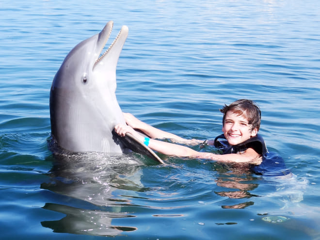 Dolphin Lover's Swim at Dolphin Discovery Grand Cayman photo 2