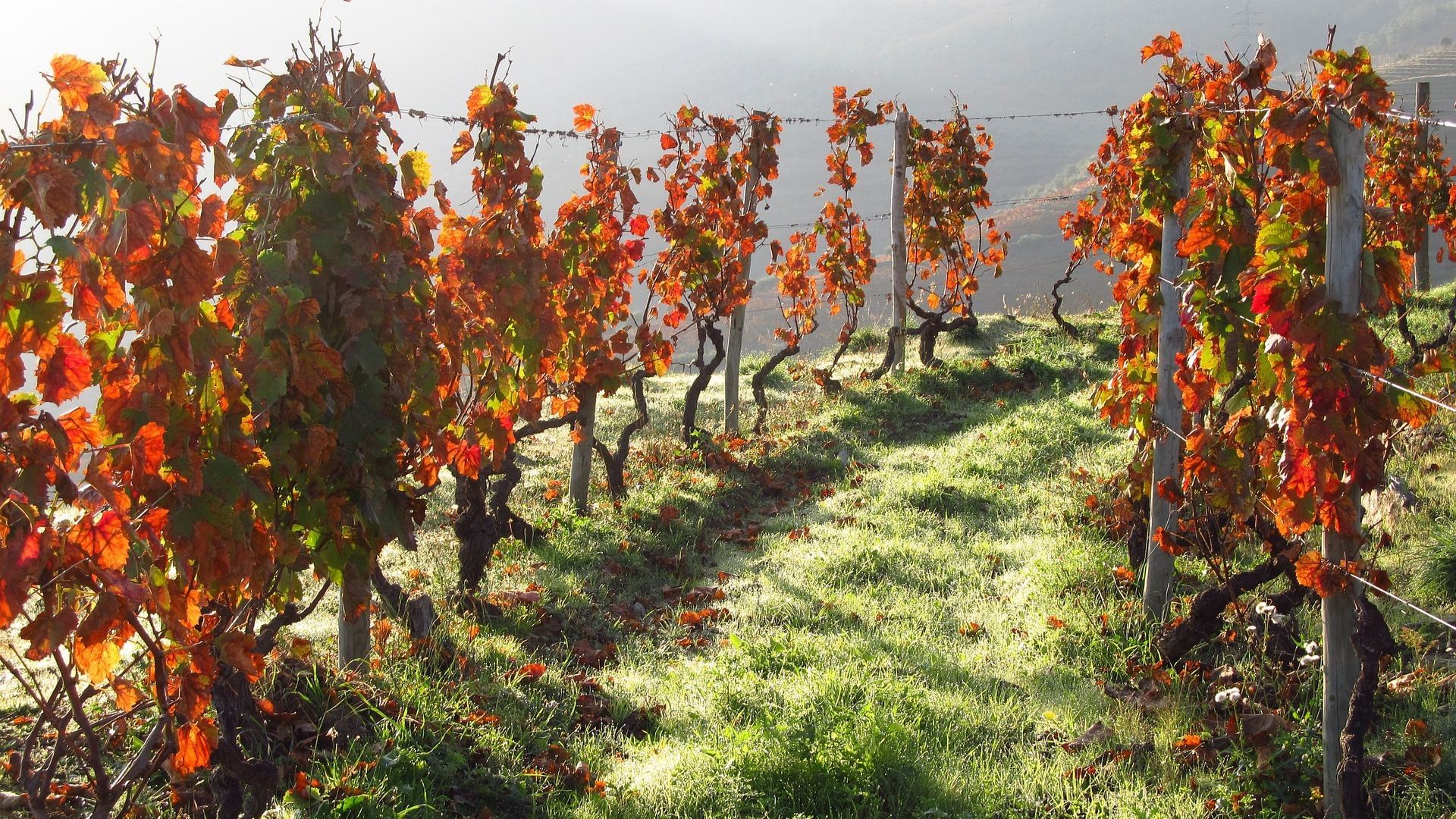 Image of vineyards with red tones during the month of October on Cooltour Oporto's Douro Valley Wine Tour from Porto
