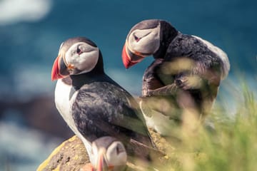 Puffin Watching and Scenic Drive from Seyðisfjörður Port