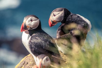 Puffins & Peaks: Borgarfjörður Eystri Tour from Seyðisfjörður Port