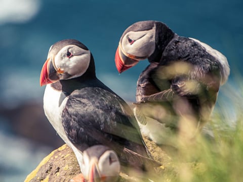 A picture of a puffin pair sitting on top of a cliff.