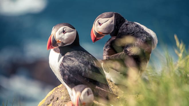  Puffins & Peaks: Borgarfjörður Eystri Tour from Seyðisfjörður Port
