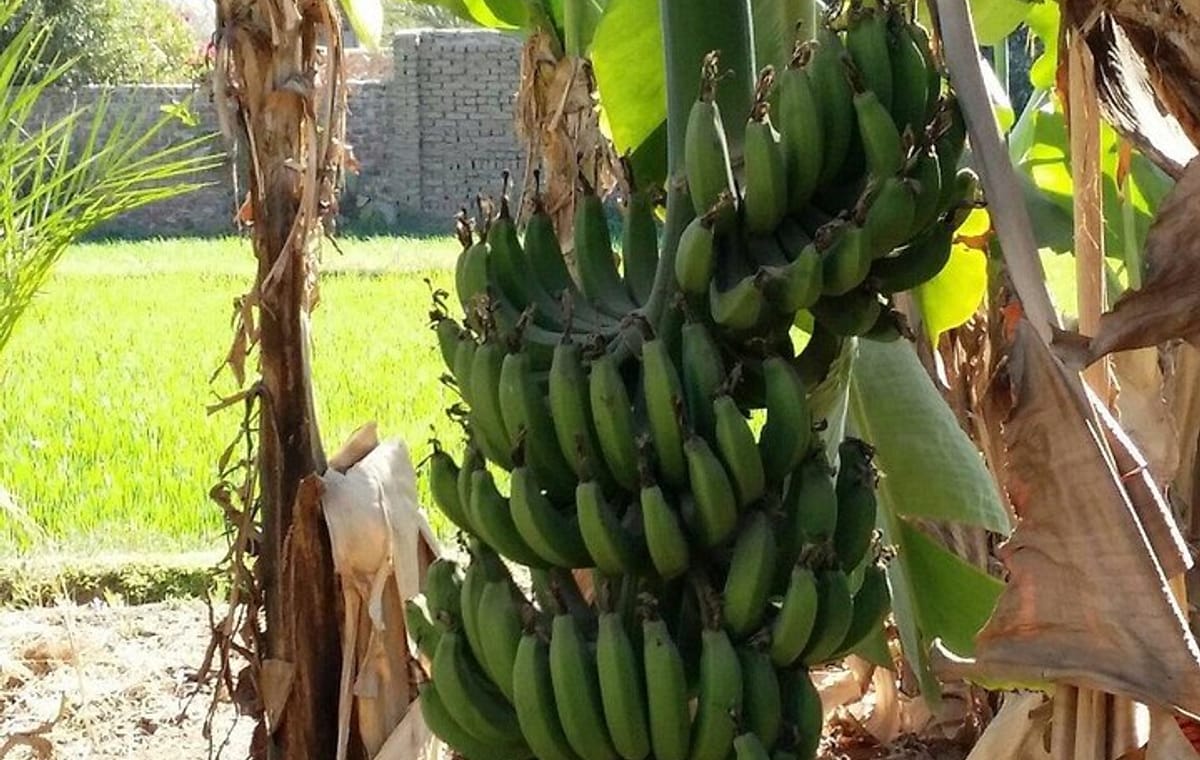 Private Luxor Motorboat Adventure: Banana Island & Nile Ride