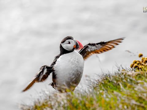 Private luxury tour Westman Islands 10h, photo 2