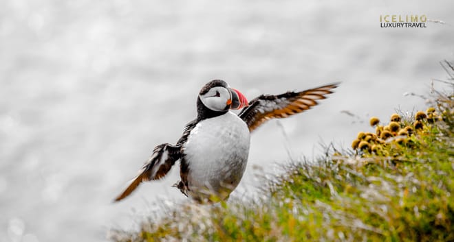 Private luxury tour Westman Islands 10h SUV 5 Pax