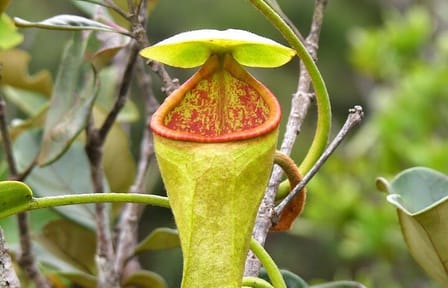 Sinharaja Rain Forest Tour from Bentota