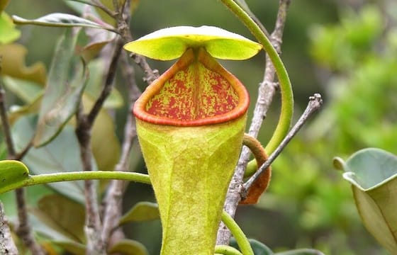 Sinharaja Rain Forest Tour from Bentota