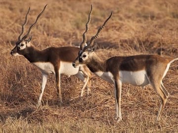 Blackbuck Safari and Wildlife Tour in Velavadar from Rajkot