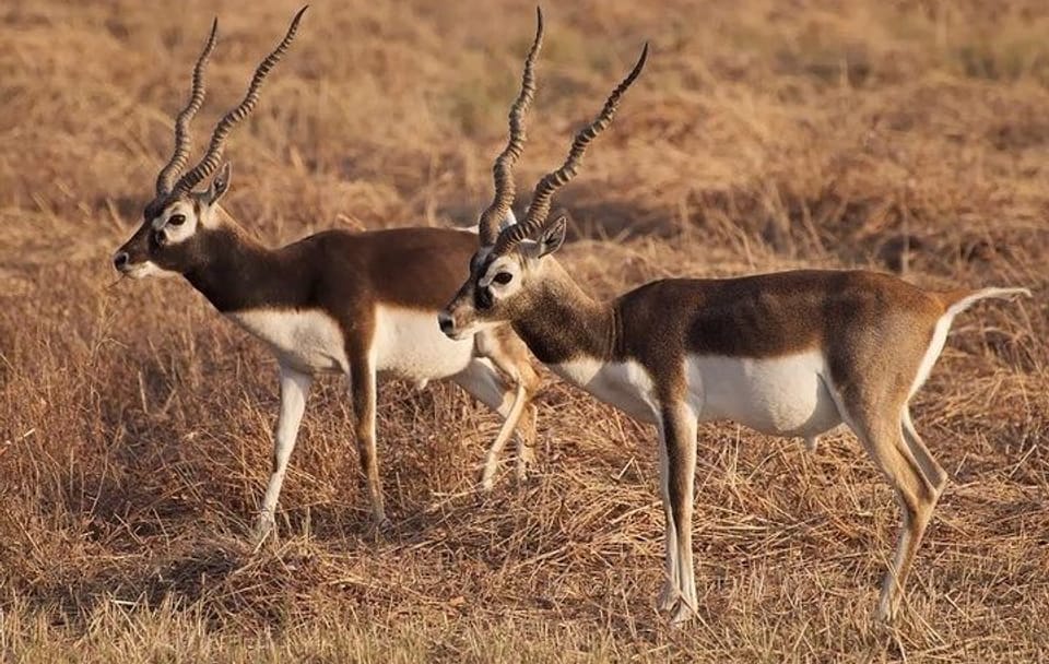 Blackbuck Safari and Wildlife Tour in Velavadar from Rajkot