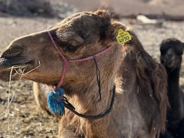 Private Camel Ride and Dinner in Agafay Desert near Marrakesh