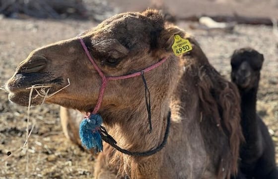 Private Camel Ride in Agafay Desert with Dinner Included