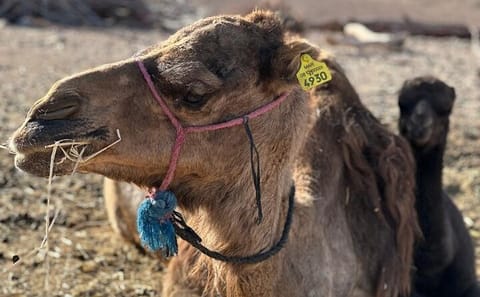 Private Camel Ride and Dinner in Agafay Desert near Marrakesh
