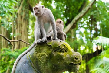 Private All-Inclusive Ubud Attractions Day Tour