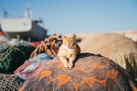 Essaouira Private Tour from Marrakech 10