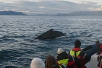 Reykjavík Premium Whales in the Midnight Sun 2