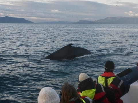 Reykjavík Premium Whales in the Midnight Sun, photo 3