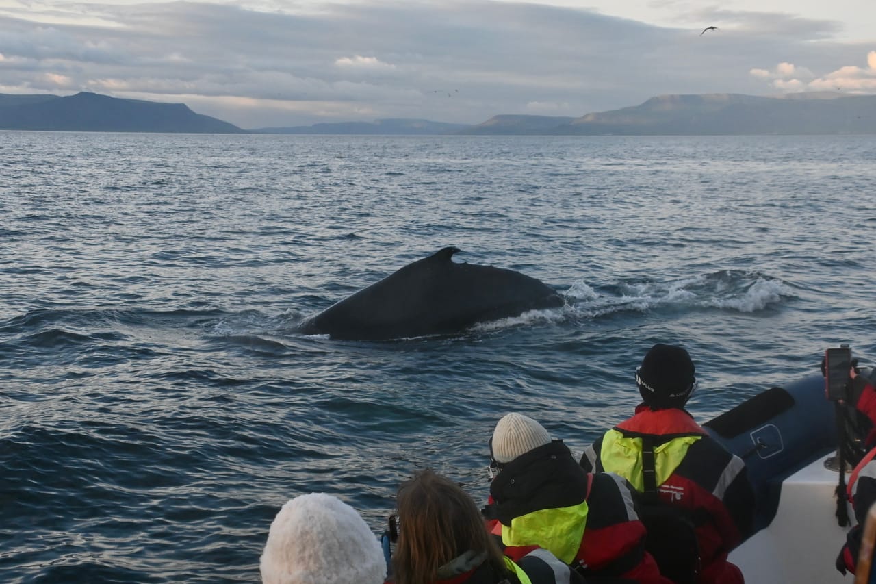 Reykjavík Premium Whales in the Midnight Sun 2