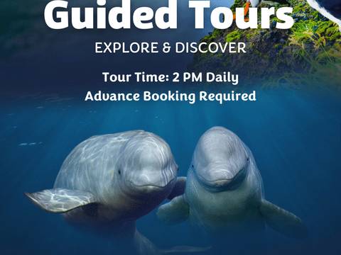 Guided Tour