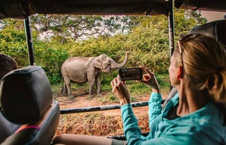 Yala National Park Safari from Tangalle