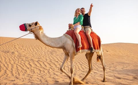 Quad Biking, Camel Riding, and Dune Bashing in Doha
