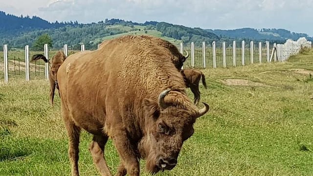 From Brasov: Day Trip to the Bison Reserve & Traditional Lunch