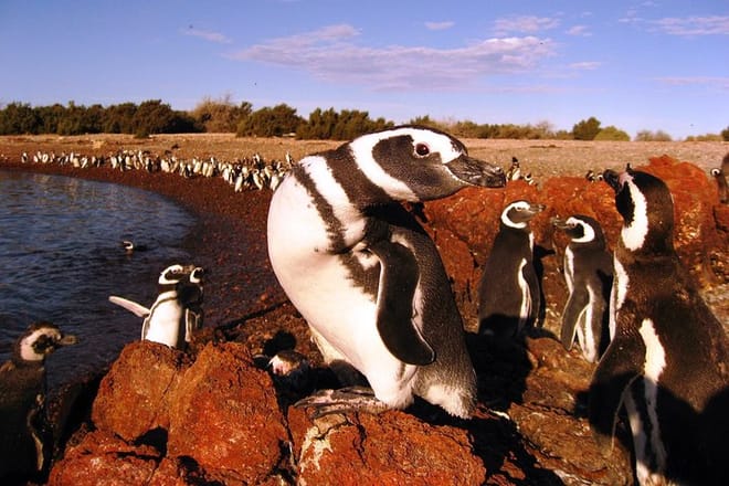 PUERTO MADRYN: Punta Tombo and walk into the largest penguin colony in South America 5