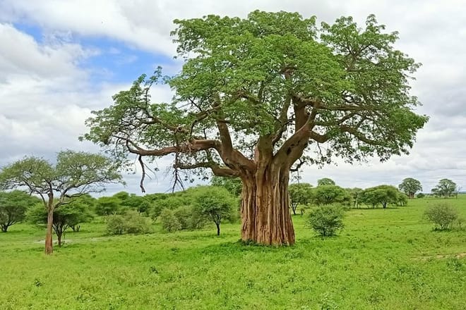 Baobab Trees