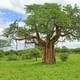 Baobab Trees